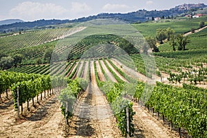 Vineyard in the area of Ã¢â¬â¹Ã¢â¬â¹production of Vino Nobile, Montepulciano, Italy photo